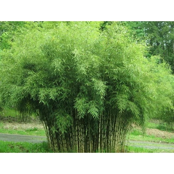Bambusz    FARGESIA MURIELIAE ASIAN ART 25/30 CS17