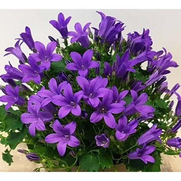 Harangvirág CAMPANULA ANEDDA CSÜNGŐ KASPÓBAN 