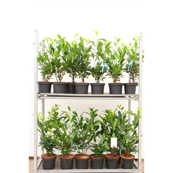Oszlopos babérmeggy   PRUNUS LAUROCERASUS ELLY 100/125*