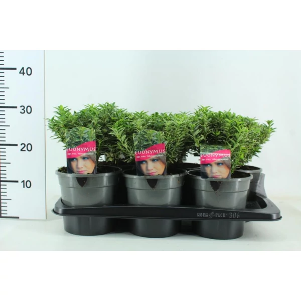 Japán kecskerágó   EUONYMUS JAPONICUS MICROPHYLLUS ALBOVARIEGATUS 15/+ K2,5