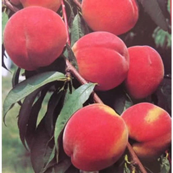 Redhaven őszibarack PRUNUS PERSICA REDHAVEN 12/14 K65