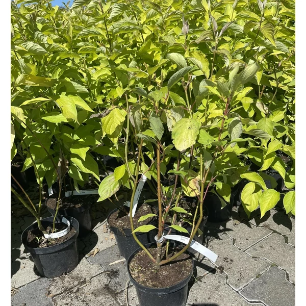 Sárgalevelű som   CORNUS ALBA AUREA K2