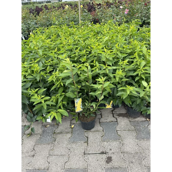 Aranyvessző    FORSYTHIA INTERMEDIA LYNWOOD 30/40 K2