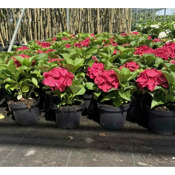Kerti hortenzia   HYDRANGEA MACROPHYLLA SPEEDY RED K2