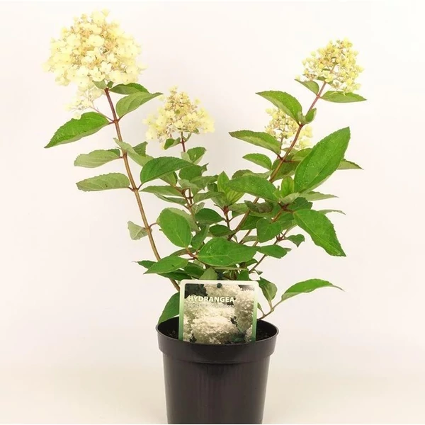 Bugás hortenzia   HYDRANGEA PANICULATA GRANDIFLORA K3