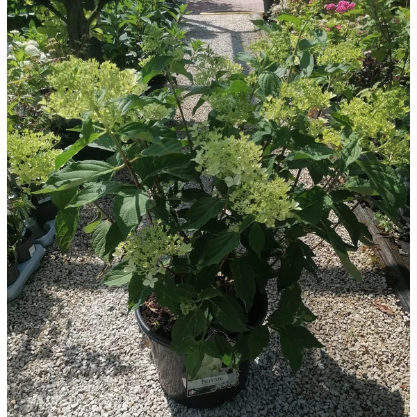 Bugás hortenzia  PANICULATA PHANTOM K20