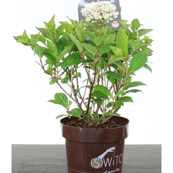 Bugás hortenzia HYDRANGEA PANICULATA SWITCH OPHELIA CS15