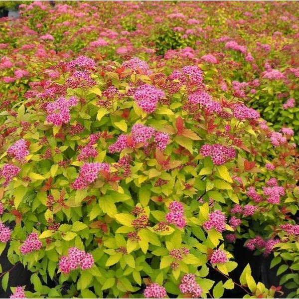 Japán gyöngyvessző SPIRAEA JAPONICA MAGIC CARPET K2