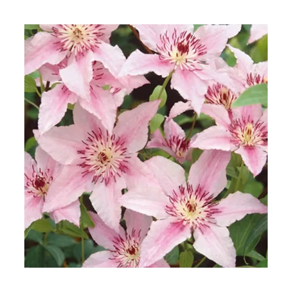 Kerti iszalag   CLEMATIS PINK FANTASTY K2