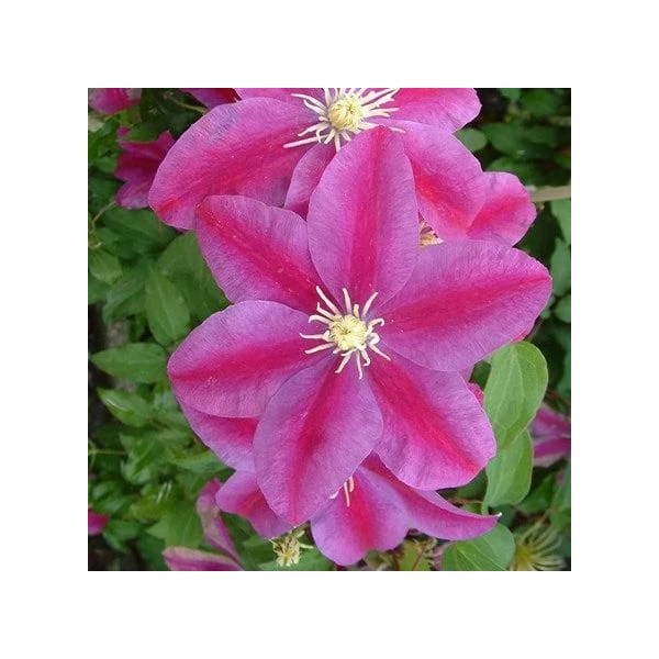 Kerti iszalag   CLEMATIS SUNSET K2