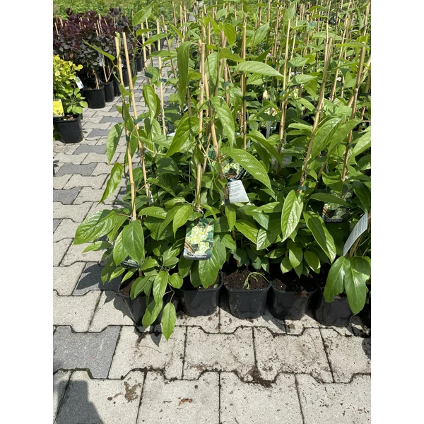 Kivi porzó ACTINIDIA ARGUTA MALE ZAPYLACZ K2