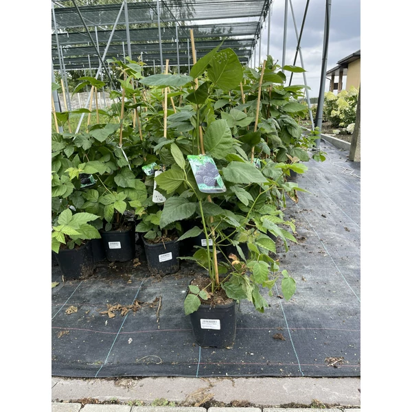 Tüskétlen szeder RUBUS FRUTICOSA K5