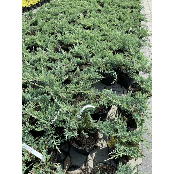 Kék kúszóboróka   JUNIPERUS HORIZONTALIS BLUE CHIP K2