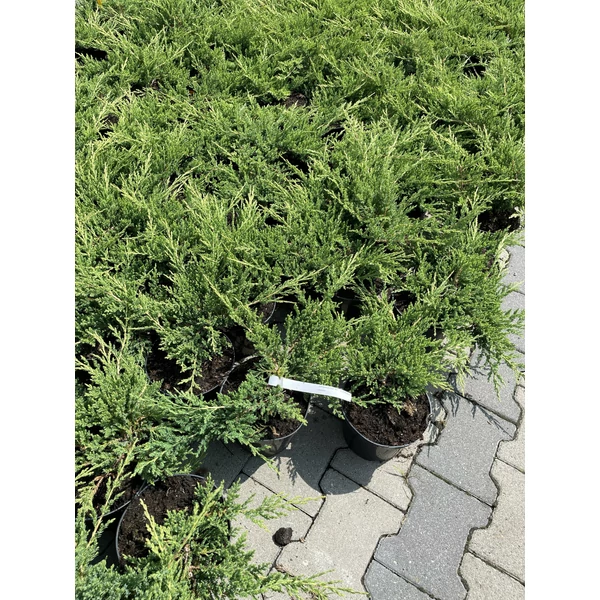 Henye boróka   JUNIPERUS HORIZONTALIS PRINCE OF WALES K2