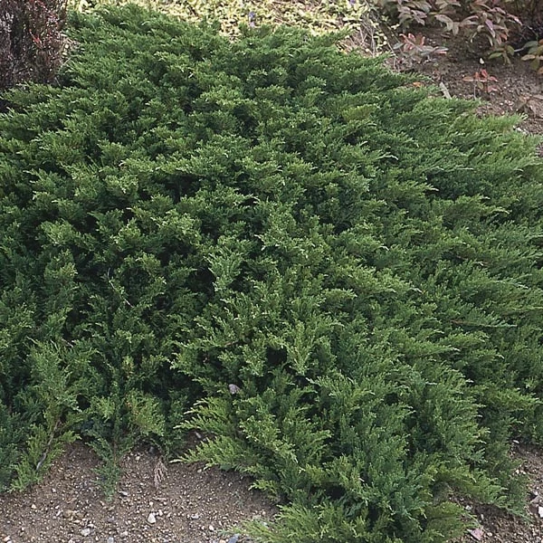 Nehézszagú boróka JUNIPERUS SABINA TAMARISCIFOLIA K2