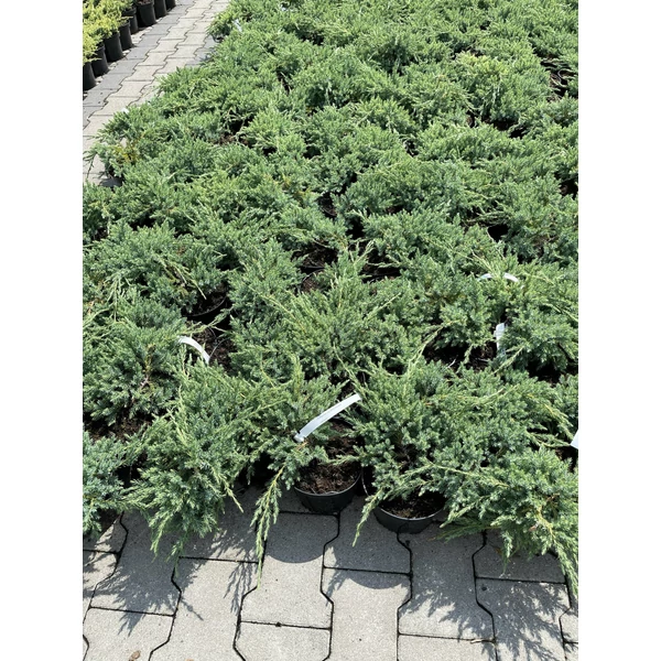Kék kúszó boróka  JUNIPERUS SQUAMATA BLUE CARPET K2