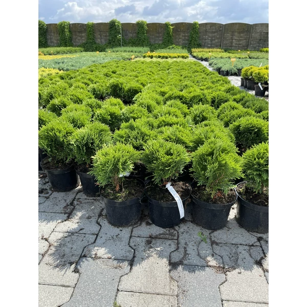Gömbtuja    THUJA OCCIDENTALIS DANICA K2
