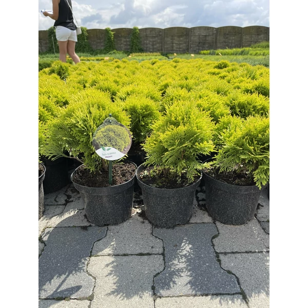 Törpe arany gömb tuja THUJA OCCIDENTALIS MIRJAM K2