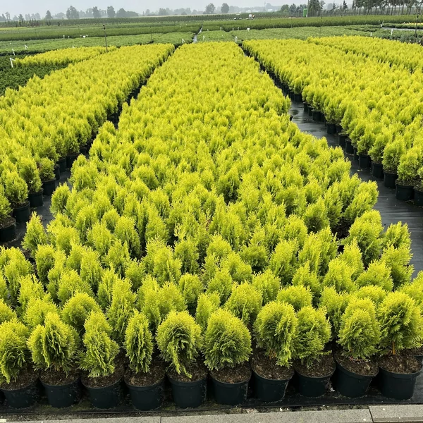 Aranylombú keleti tuja  THUJA ORIENTALIS AUREA NANA 20/30 K2