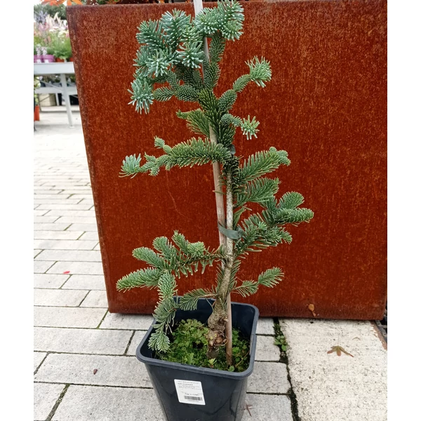 Nemes jegenyefenyő   ABIES PROCERA GLAUCA K3