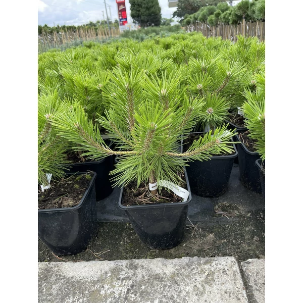 Törpe japán erdeifenyő PINUS DENSIFLORA LOW GLOW K3