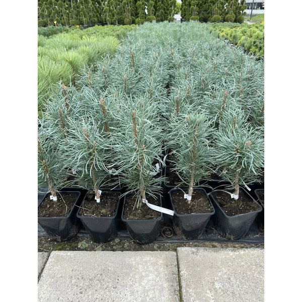 Oszlopos erdeifenyő PINUS SYLVESTRIS FASTIGIATA K3