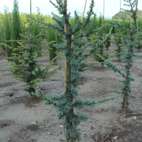 Kék atlasz cédrus CEDRUS ATLANTICA GLAUCA 80/100*
