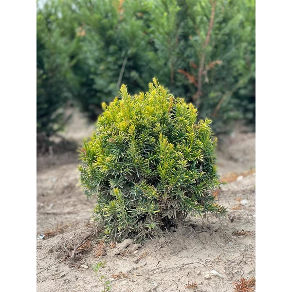 Sárgalombú tiszafa TAXUS BACCATA SEMPERAUREA GÖMBRE NYÍRT 20/30*