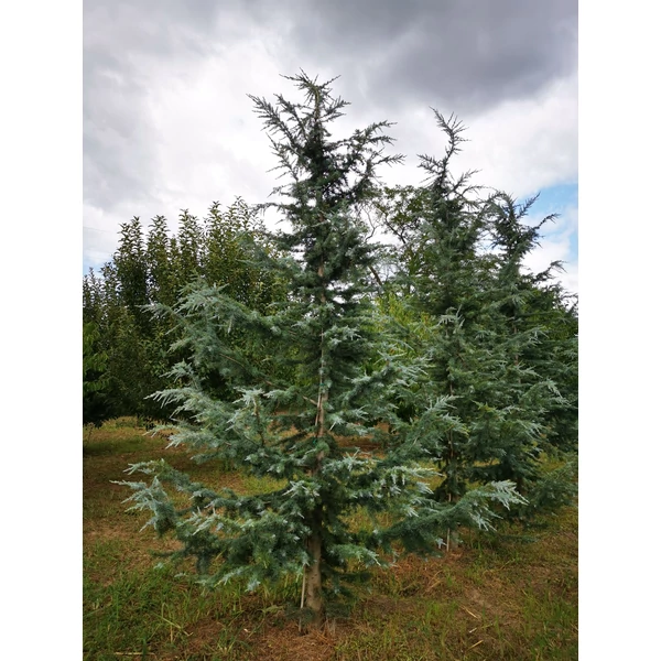 Himalájai cédrus CEDRUS DEODARA POLAR WINTER 400/+*