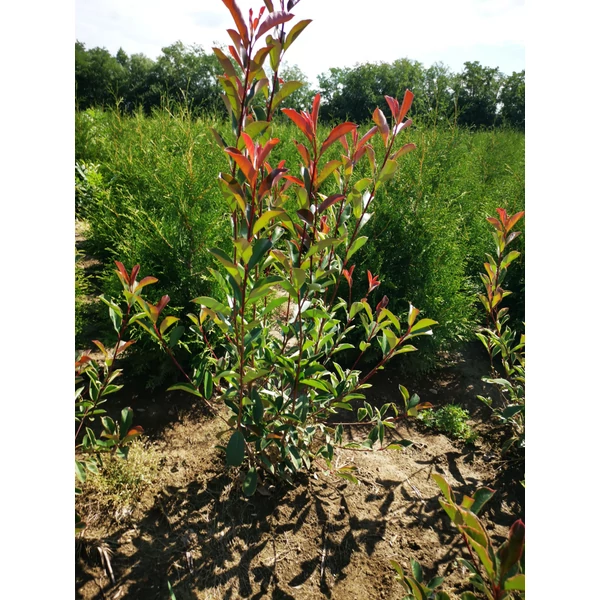 Örökzöld korallberkenye PHOTINIA FRASERI PINK MARBLE 80/100*