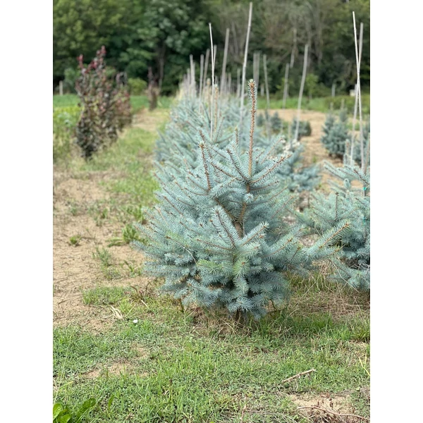 Szúrós luc (ezüstfenyő) PICEA PUNGENS EDITH 100/125*
