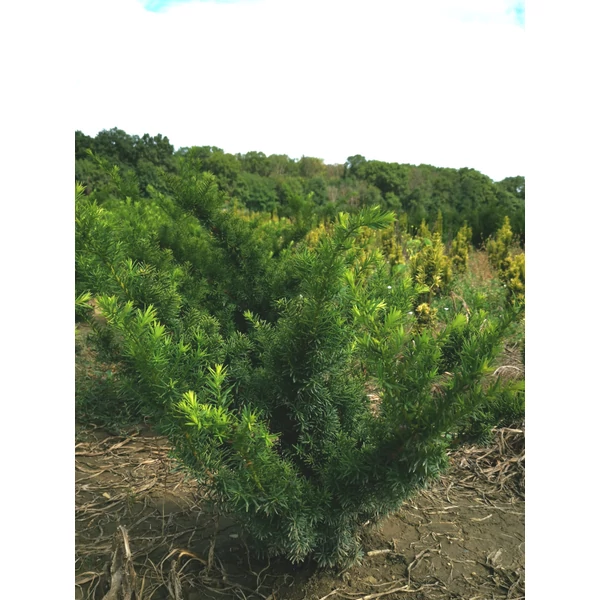 Közönséges tiszafa TAXUS MEDIA FARMEN 60/80*