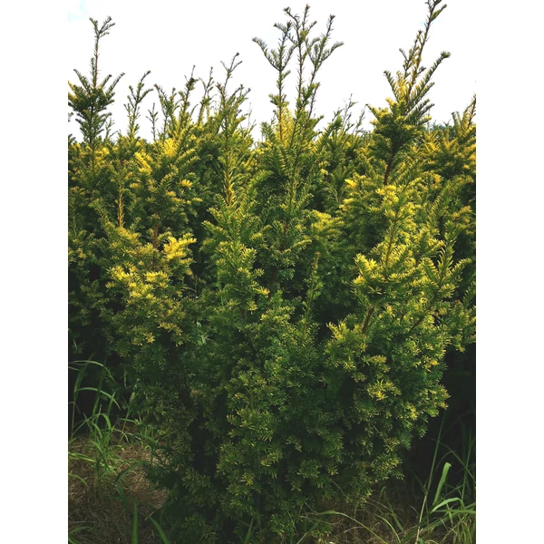 Sárgalombú tiszafa TAXUS BACCATA SEMPERAUREA 125/150*
