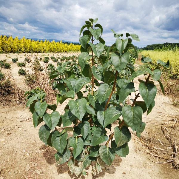 Közönséges orgona SYRINGA VULGARIS LILA WONDER 40/60*