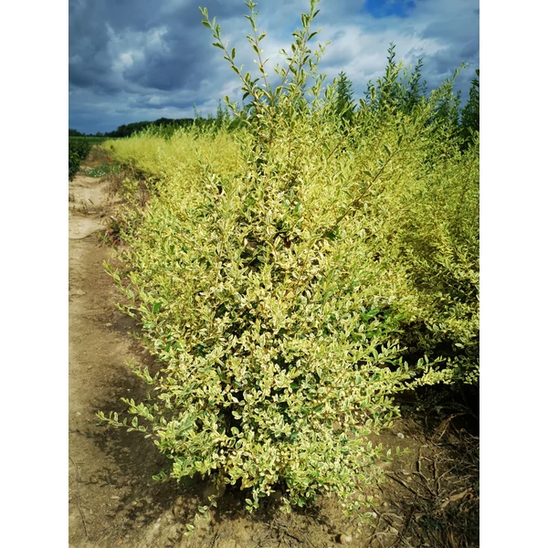 Fagyal LIGUSTRUM IBOTA MUSLI 60/80*