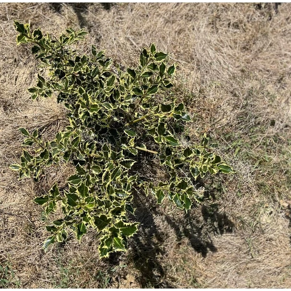 Közönséges magyal ILEX AQUIFOLIUM IZA 20/40*