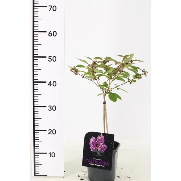 Kínai lilabogyó   CALLICARPA BODINIERI PROFUSION T25 K2