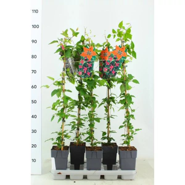 Iszalag    CLEMATIS TEXENSIS PRINCESS DIANA 80CM K2