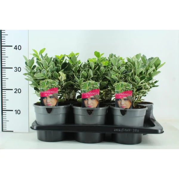 Japán kecskerágó   EUONYMUS JAPONICUS KATHY 25/30 K2,5
