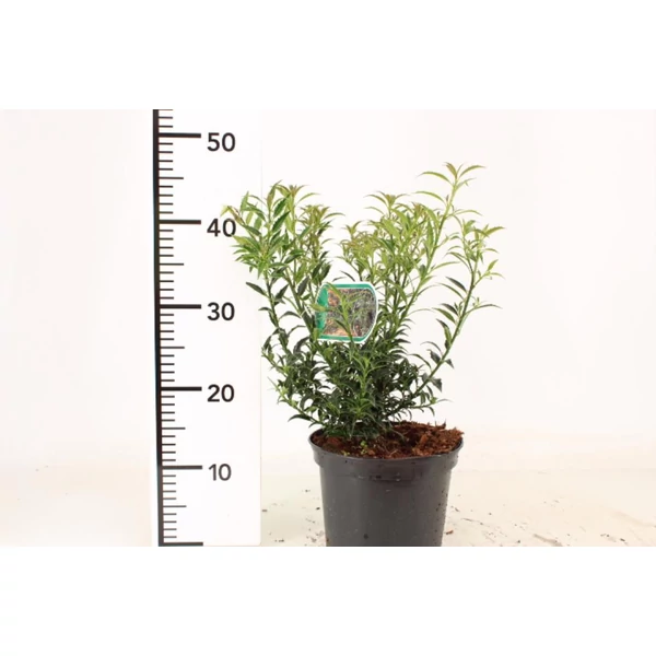 Mirtusz levelű magyal  ILEX AQUIFOLIUM MYRTIFOLIA 40/+ K3