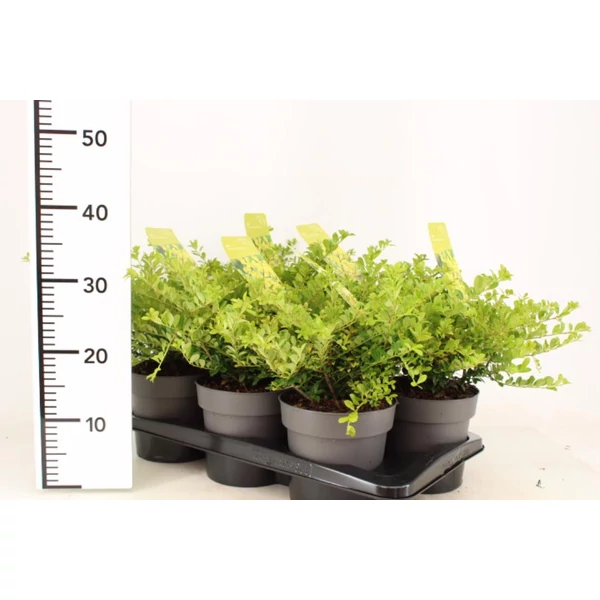 Csipkéslevelű magyal   ILEX CRENATA GOLDEN GEM 20/25 K2