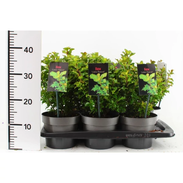 Kékeslevelű magyal   ILEX MESERVEAE LITTLE RASCAL 25/30 CS17