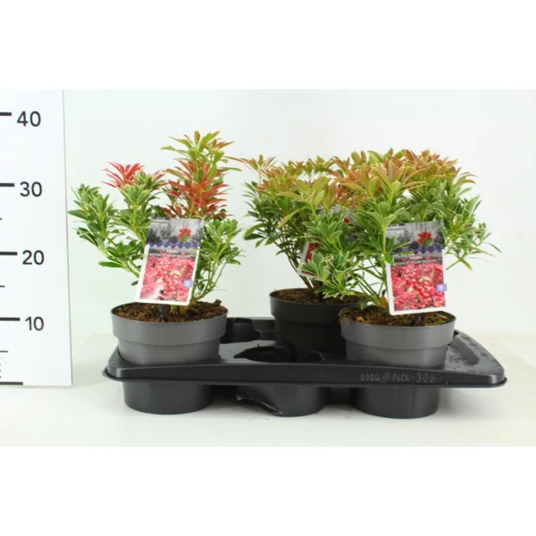 Japán babérhanga   PIERIS JAPONICA POLAR PASSION 25/30 K2