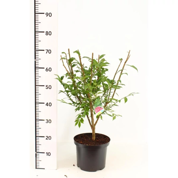 Szárnyas kecskerágó   EUONYMUS ALATUS COMPACTUS 60/+ K10