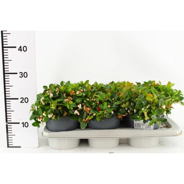 Fajdbogyó    GAULTHERIA PROCUMBENS 'WINTER PEARLS' 20/25 CS17