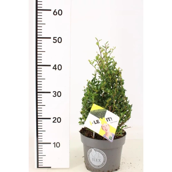 Csipkéslevelű magyal   ILEX CRENATA DARK GREEN 30/+ PIRAMIS K3