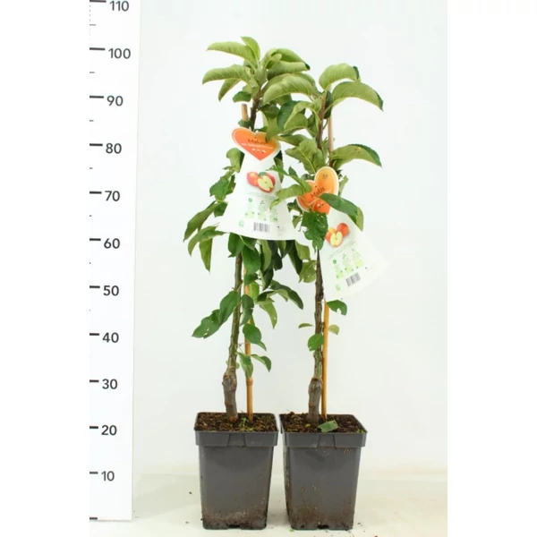Törpe almafa MALUS DOMESTICA (OSZLOPOS) 60/80 K5