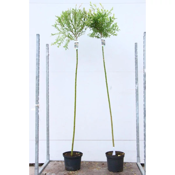Tarkalevelű japán fűz  SALIX INTEGRA HAKURO-NISHIKI T150 Cs26