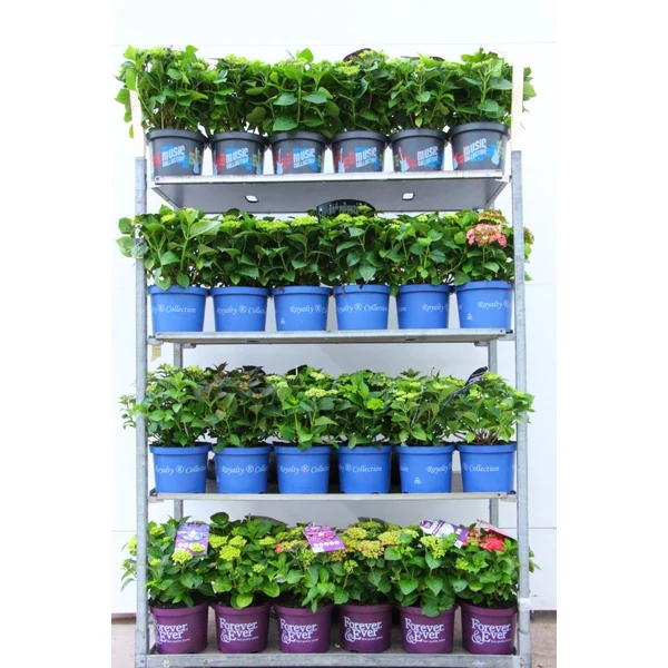 Kerti hortenzia   HYDRANGEA MACROPHYLLA ROYALTY COLLECTION 20/40 CS21