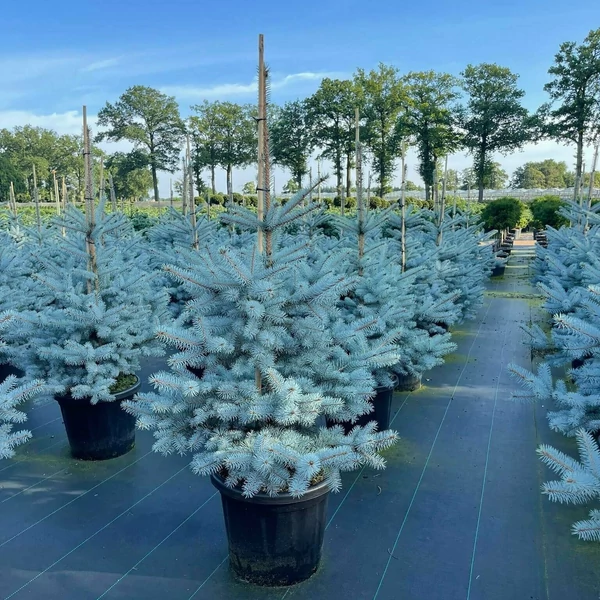 Ezüstfenyő    PICEA PUNGENS EDITH 80/100 K35